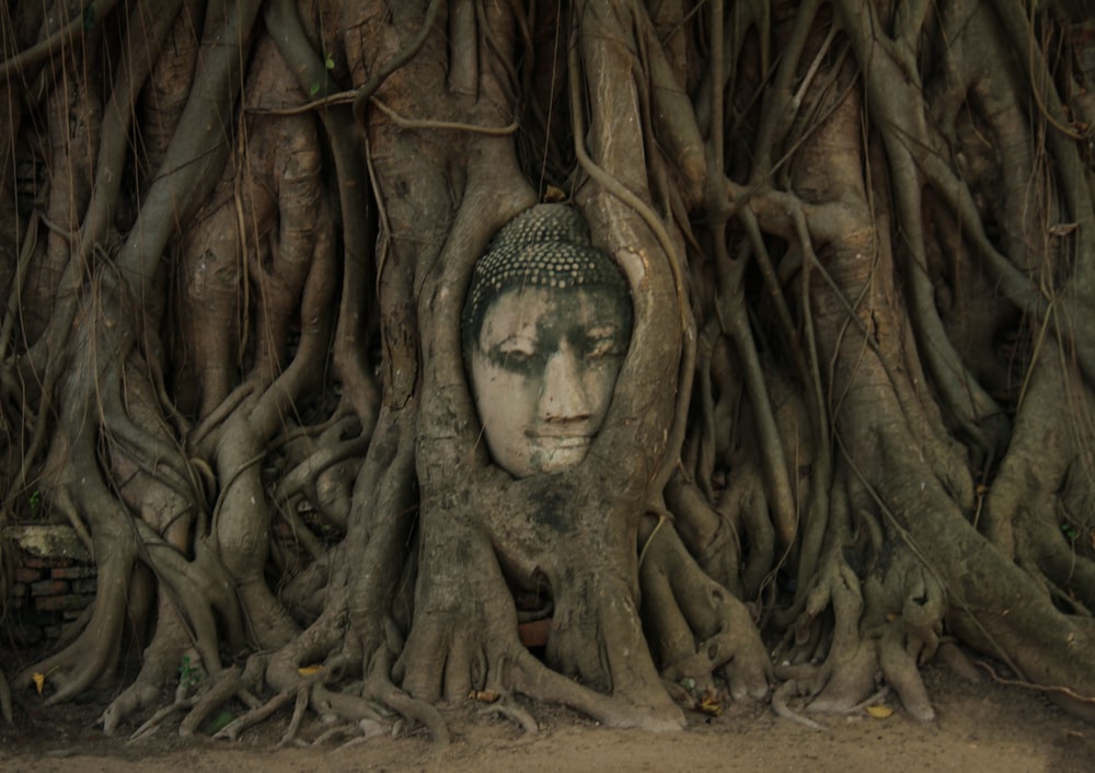 a buddha head in the roots of a tree