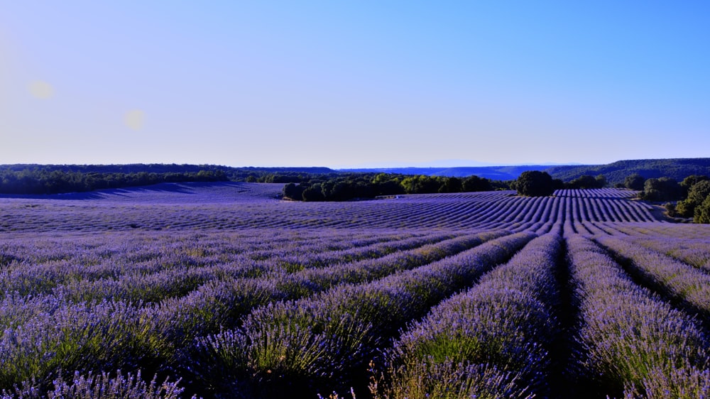 a field of lavender flowers with trees in the background