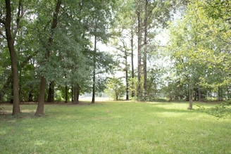 A tranquil forest clearing with sunlight filtering through tall trees.
