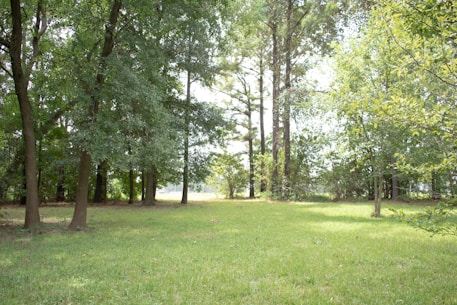 A serene forest with tall, healthy trees bathed in soft sunlight.