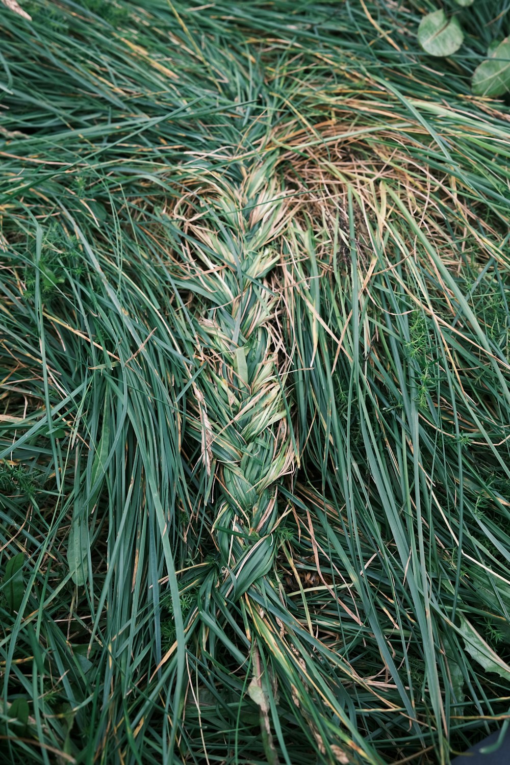 a close up of a bunch of green grass