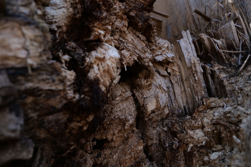 a close up of a tree trunk with a building in the background