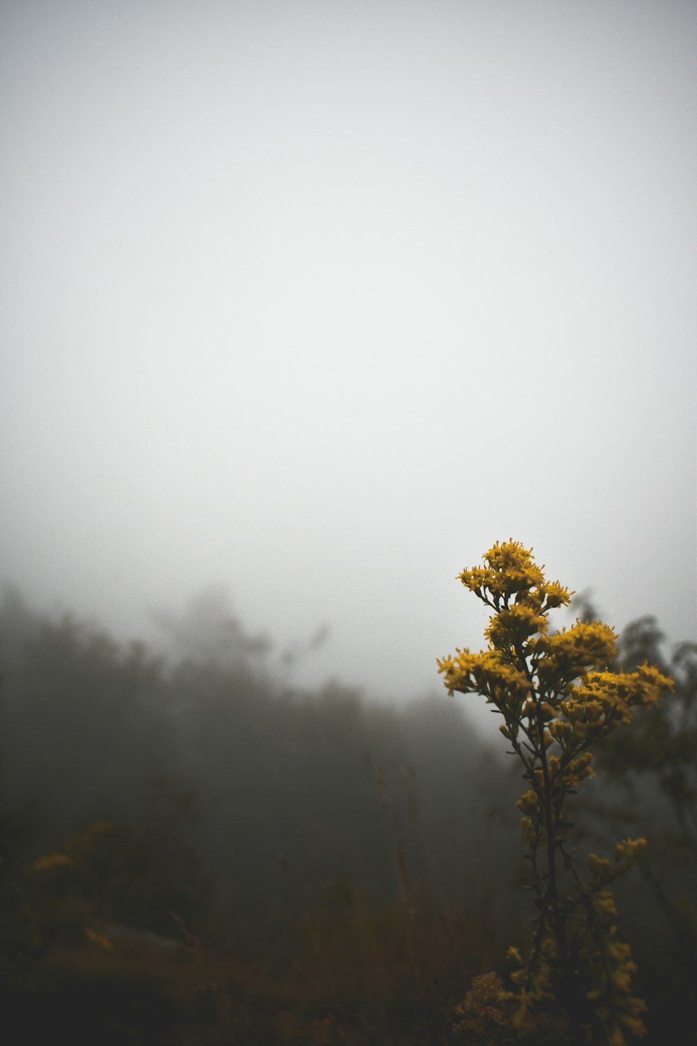 a yellow flower in the middle of a foggy field