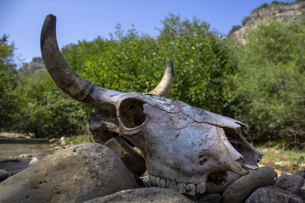 a bull skull is sitting on some rocks