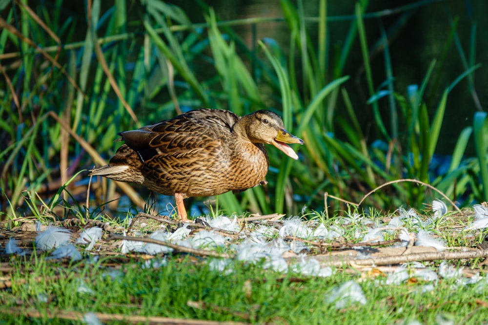 a duck standing on a patch of grass