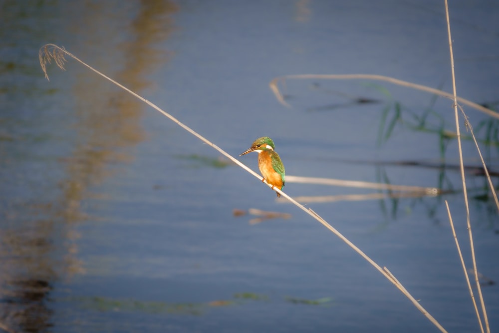 a small bird sitting on top of a plant next to a body of water