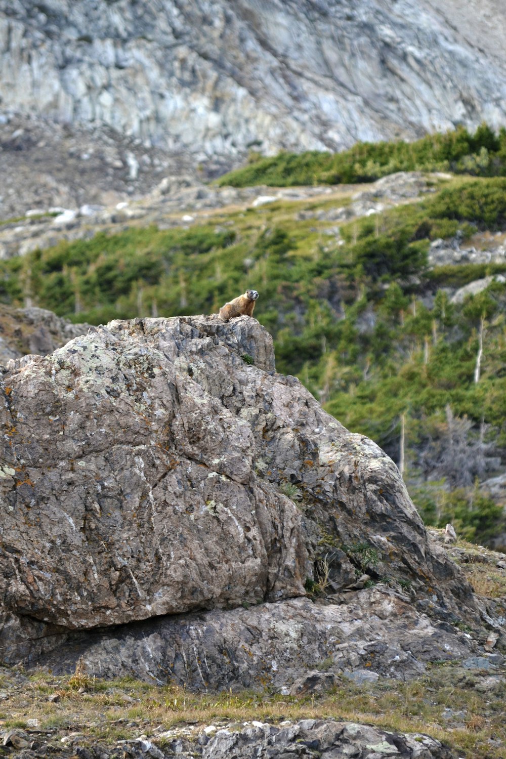 uma rocha com um pequeno animal em cima dela