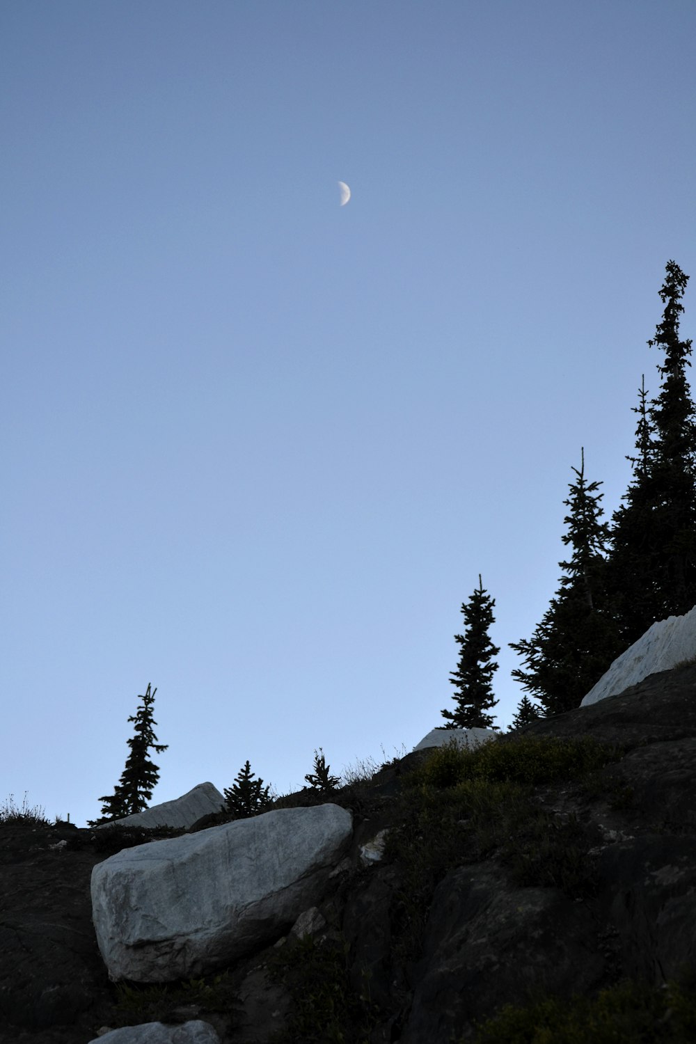 a full moon is seen above some trees