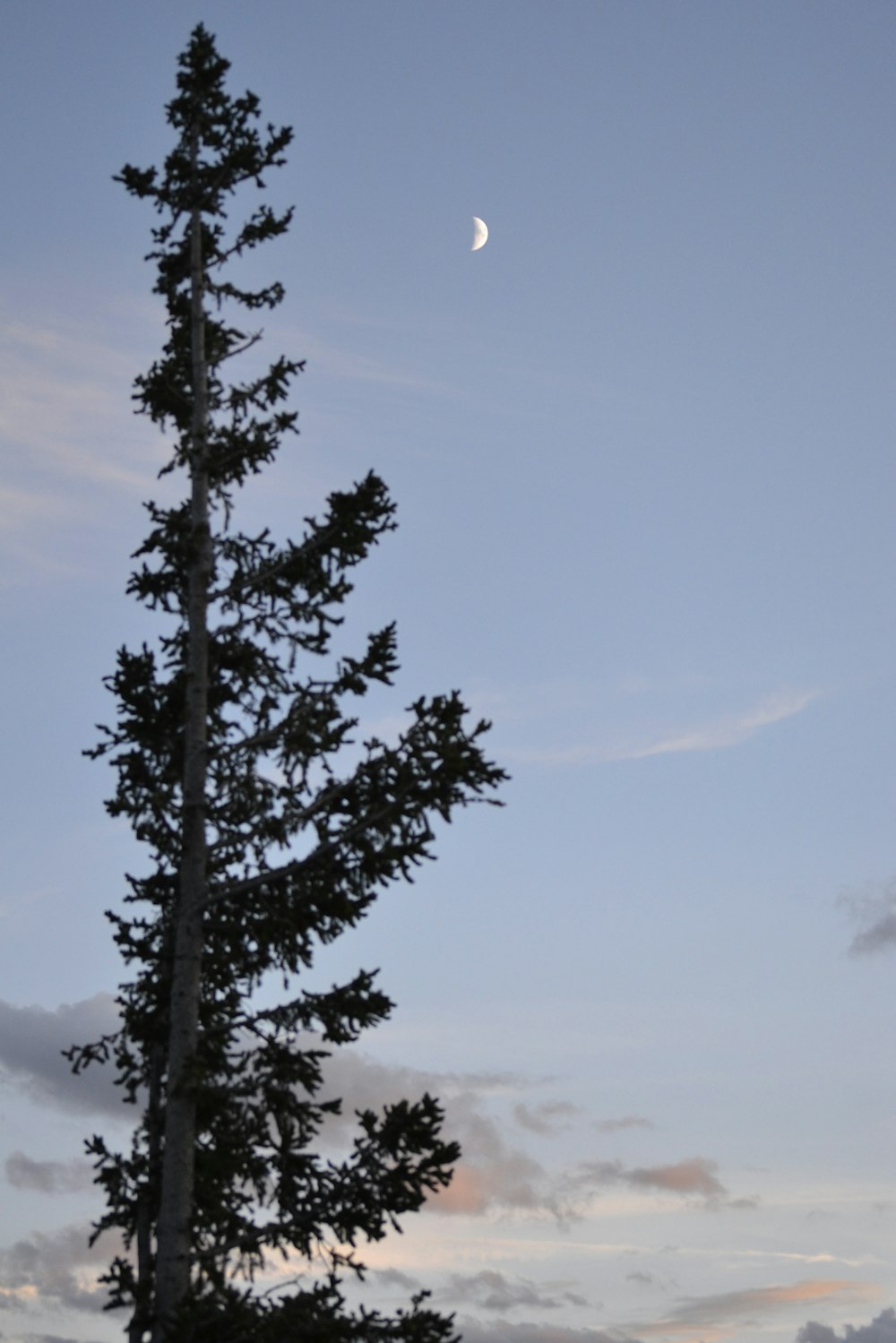 a tall tree with a half moon in the background