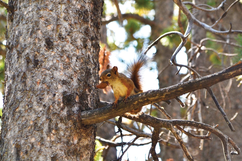 a squirrel is sitting on a tree branch