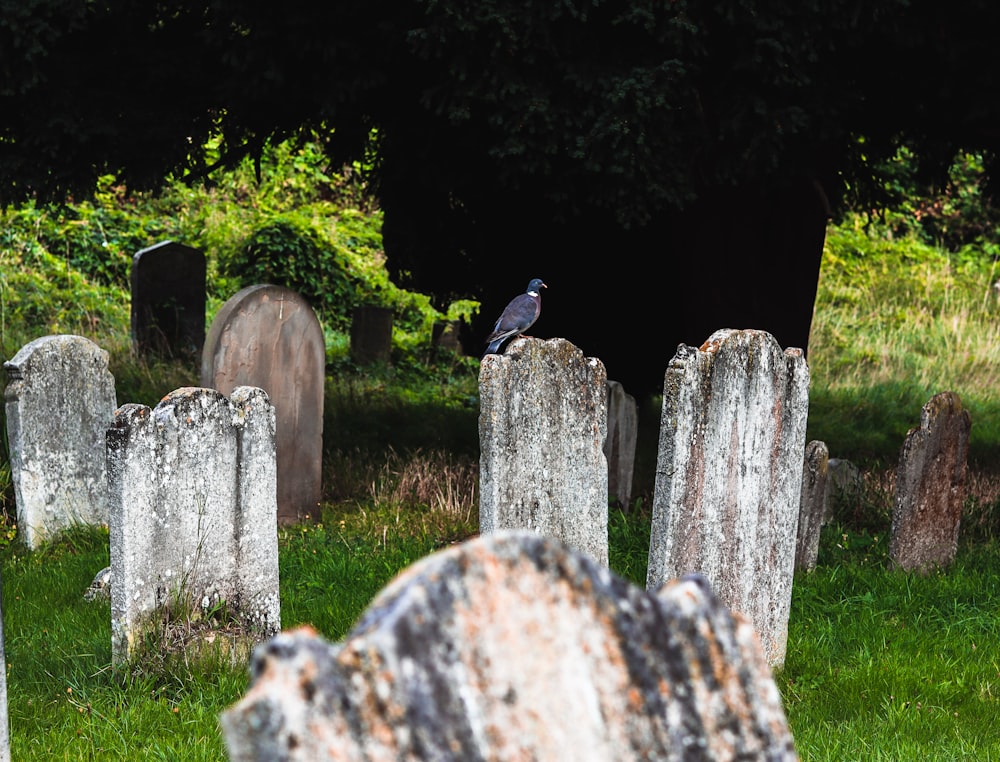 a bird is sitting on the headstones of a cemetery