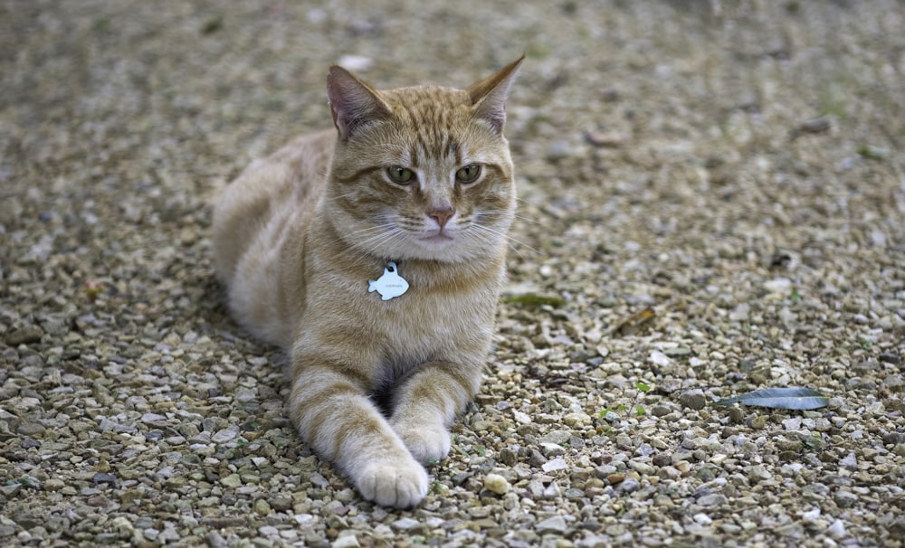 a cat laying on the ground looking at the camera