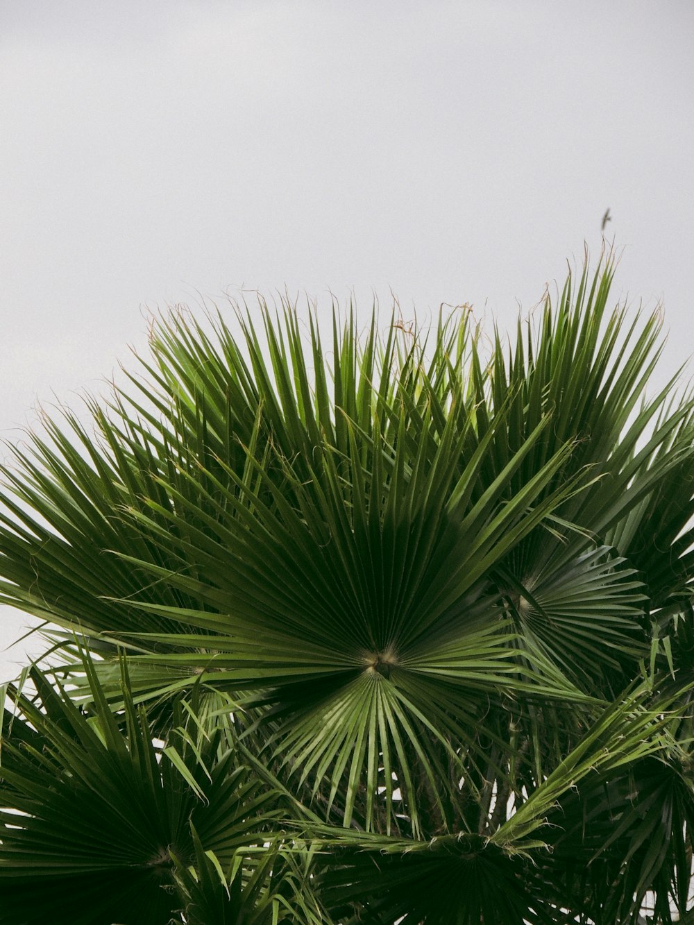 a bird is perched on top of a palm tree