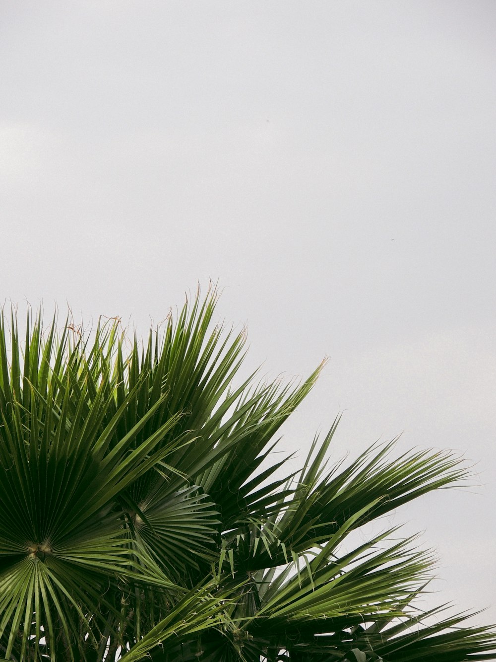 a bird is perched on top of a palm tree