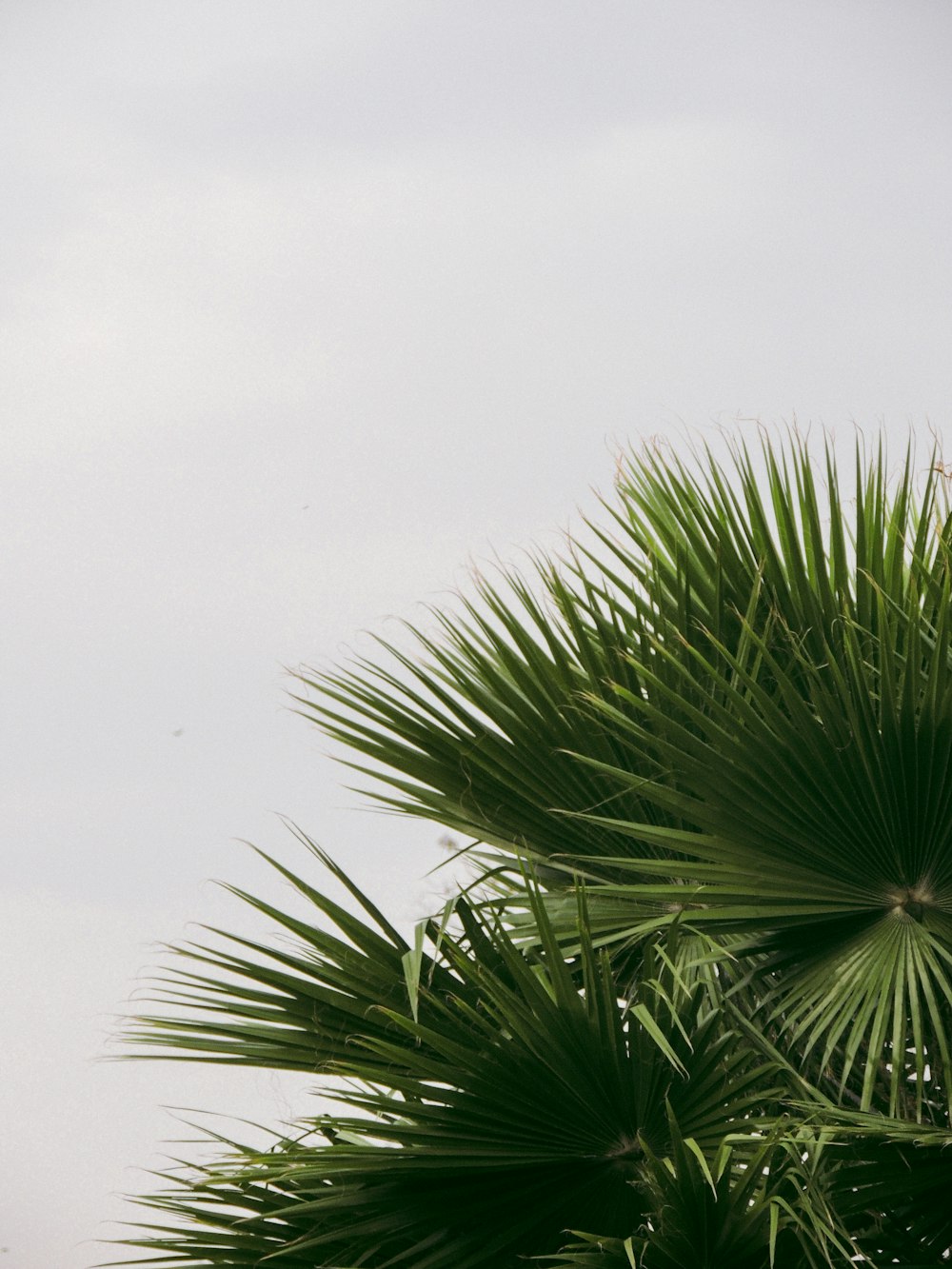 an airplane is flying over a palm tree