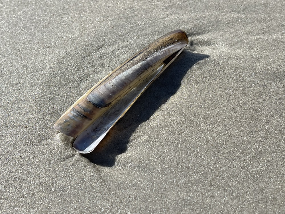 a shell on the sand of a beach
