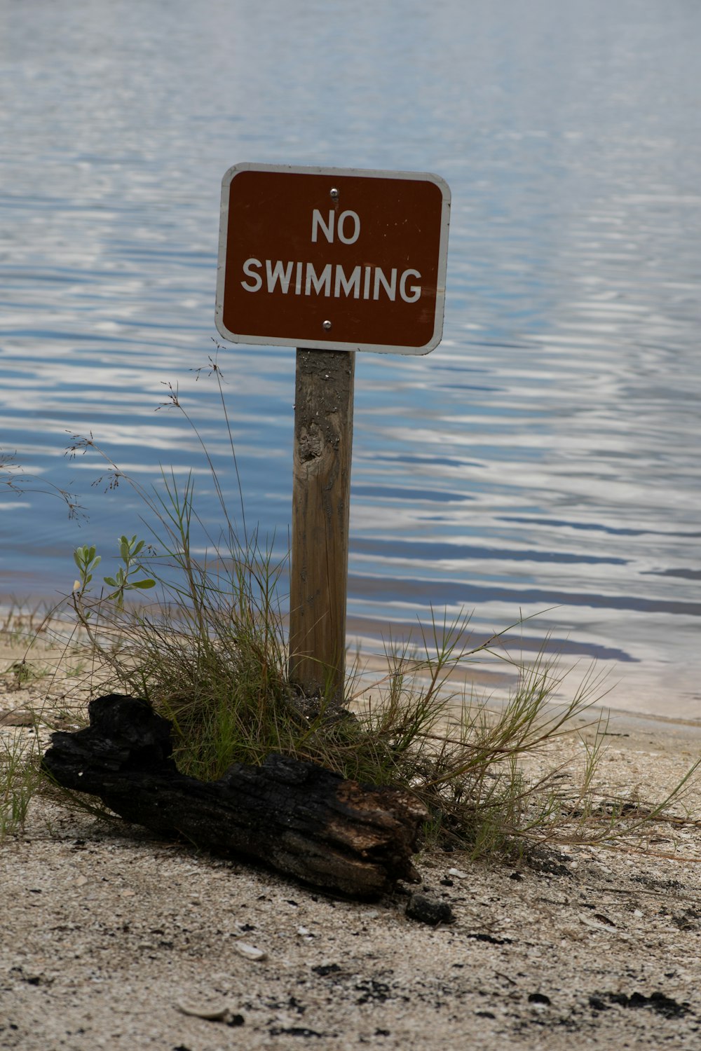a no swimming sign on the shore of a lake
