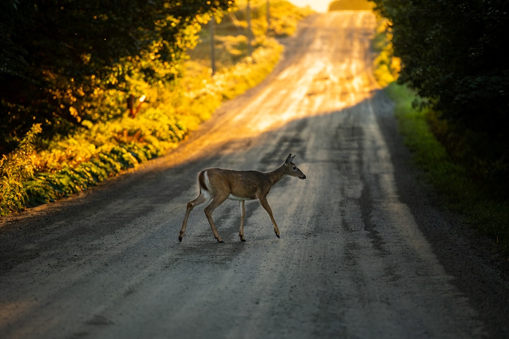 a deer crossing a dirt road in the middle of a forest