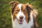 a close up of a dog with its mouth open