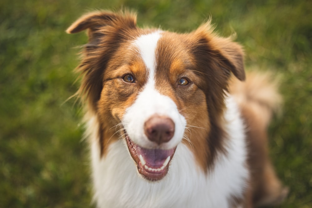 a close up of a dog with its mouth open