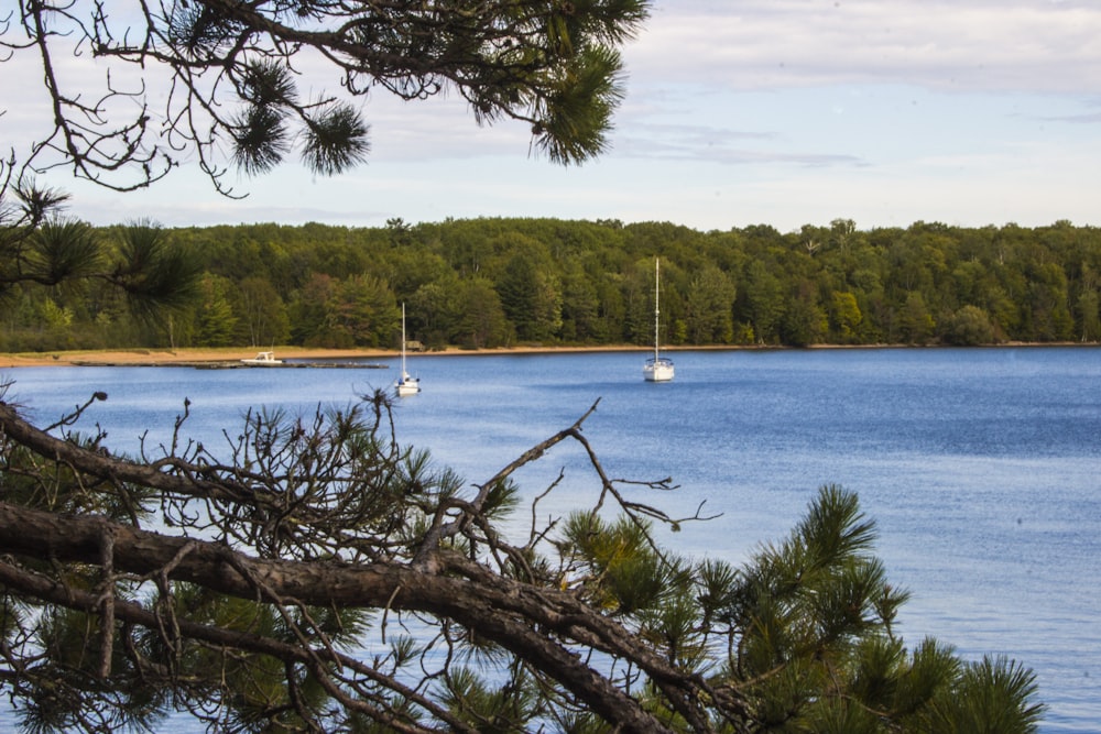 a body of water surrounded by trees and a forest