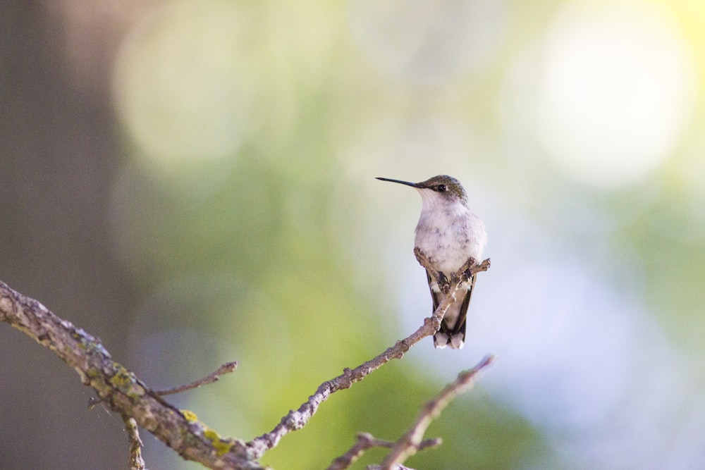 un colibri perché sur une branche dans un arbre