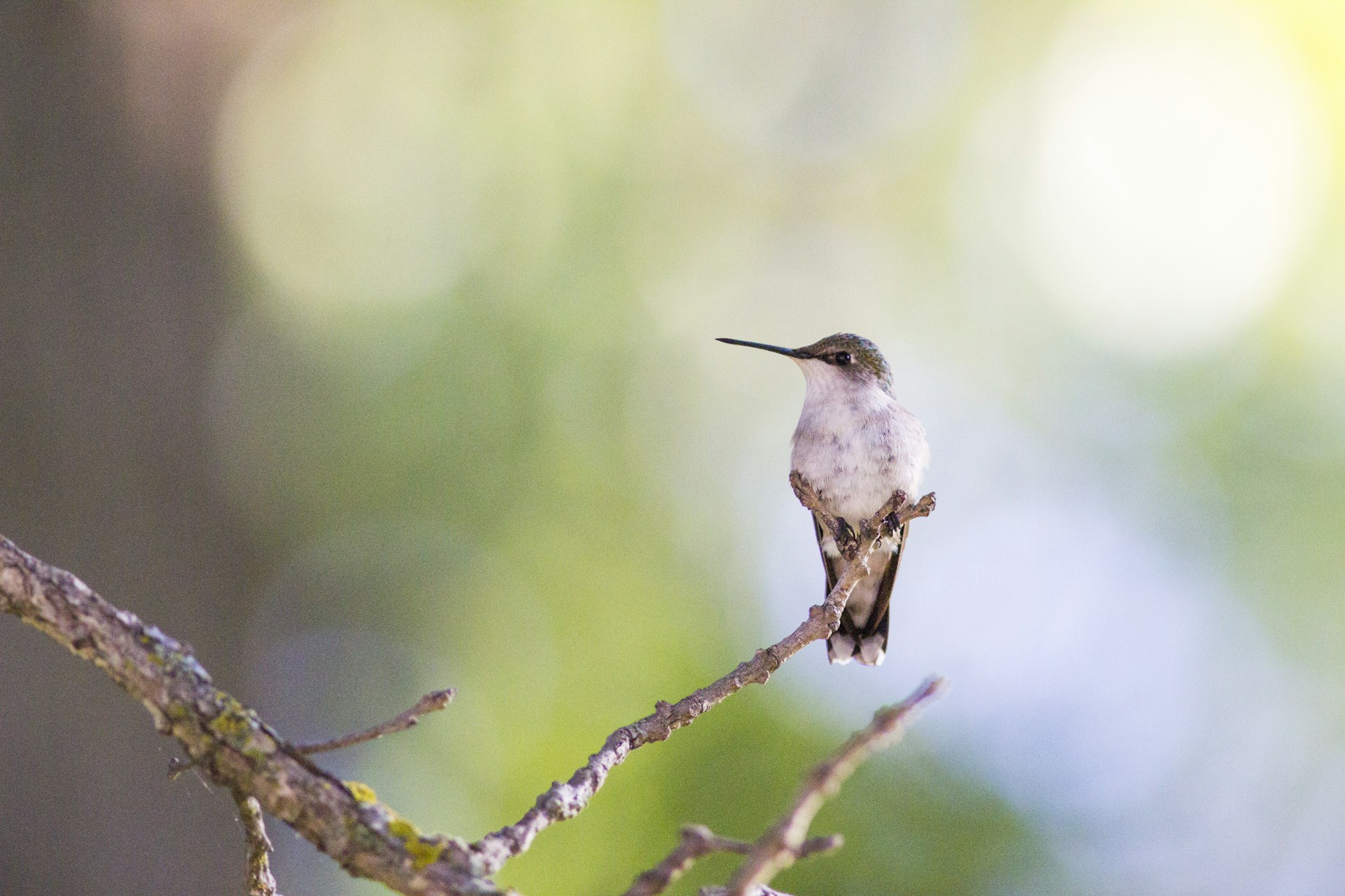 a hummingbird perched on a branch in a tree