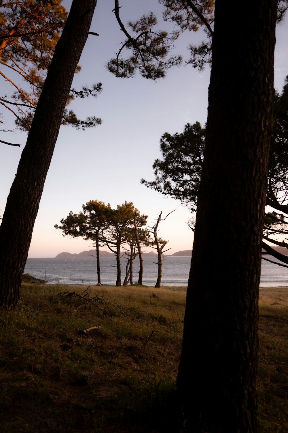 a couple of trees that are standing in the grass