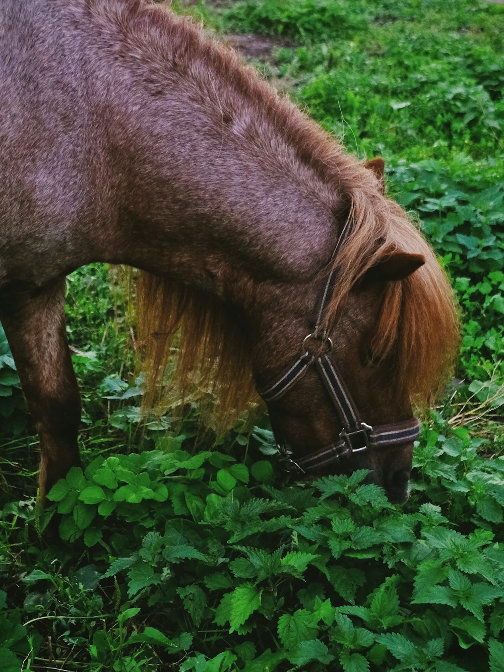 a brown horse eating grass in a field