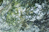 mold remediation st charles