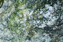 mold remediation st charles