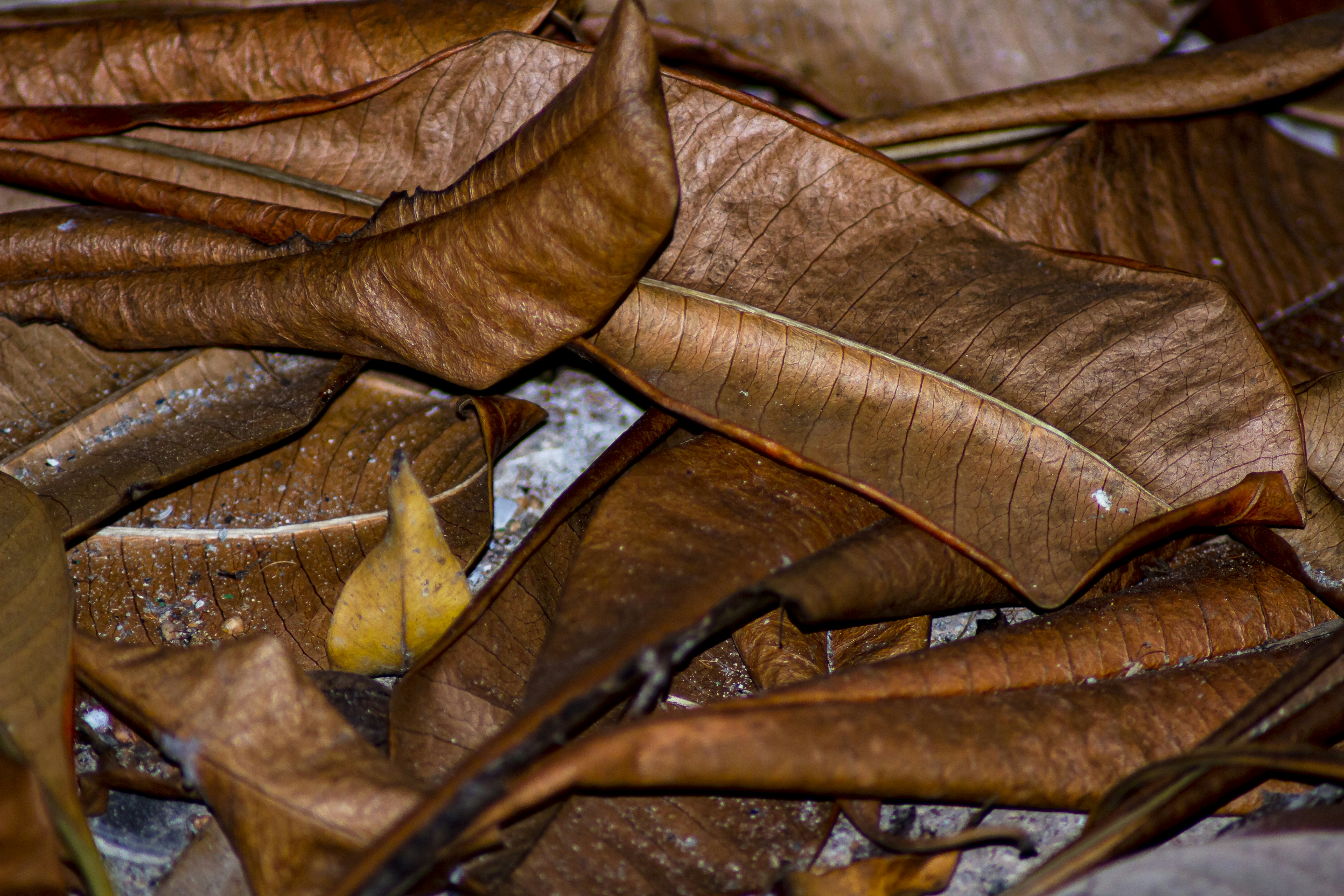 Eine Nahaufnahme eines Bündels Blätter auf dem Boden
