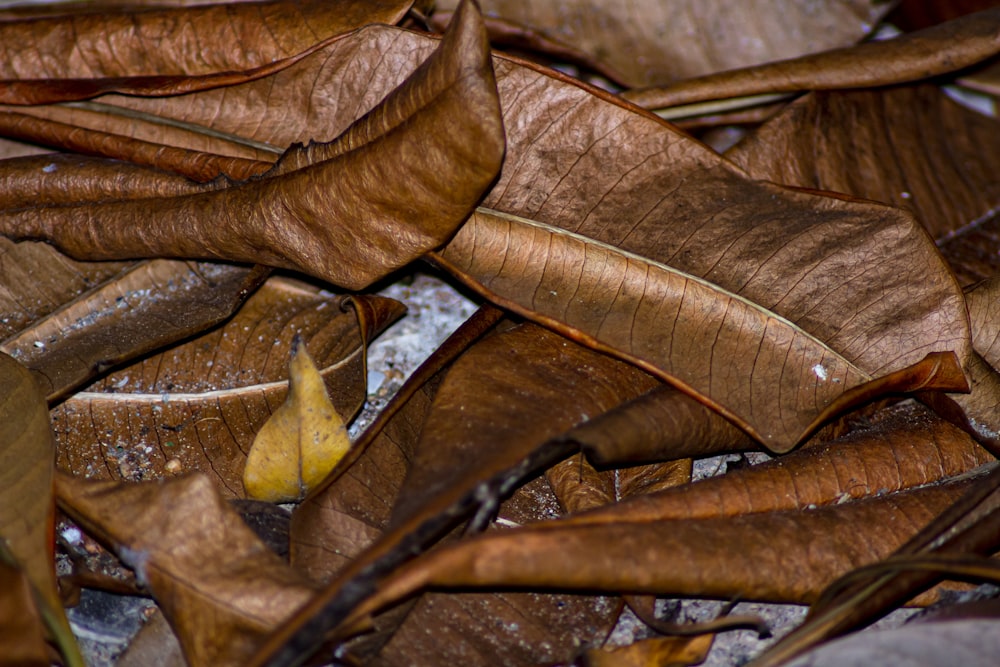 a close up of a bunch of leaves on the ground