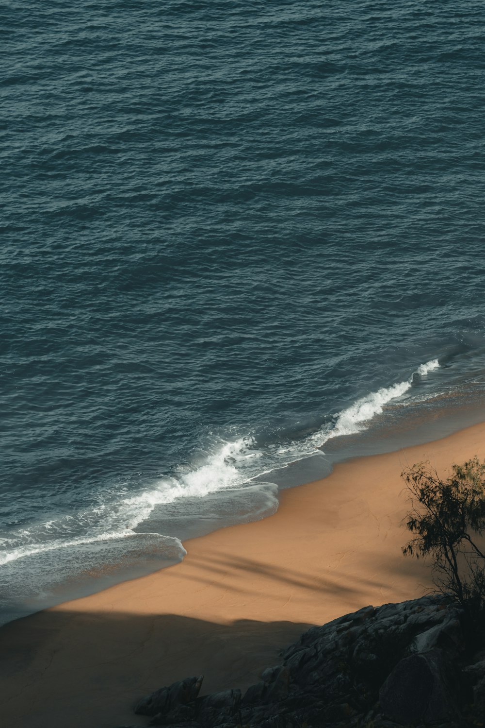 a lone tree on a sandy beach next to the ocean