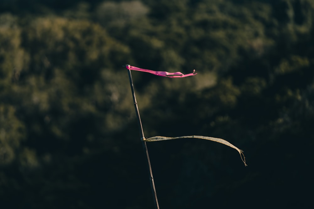 a pink flag on top of a pole