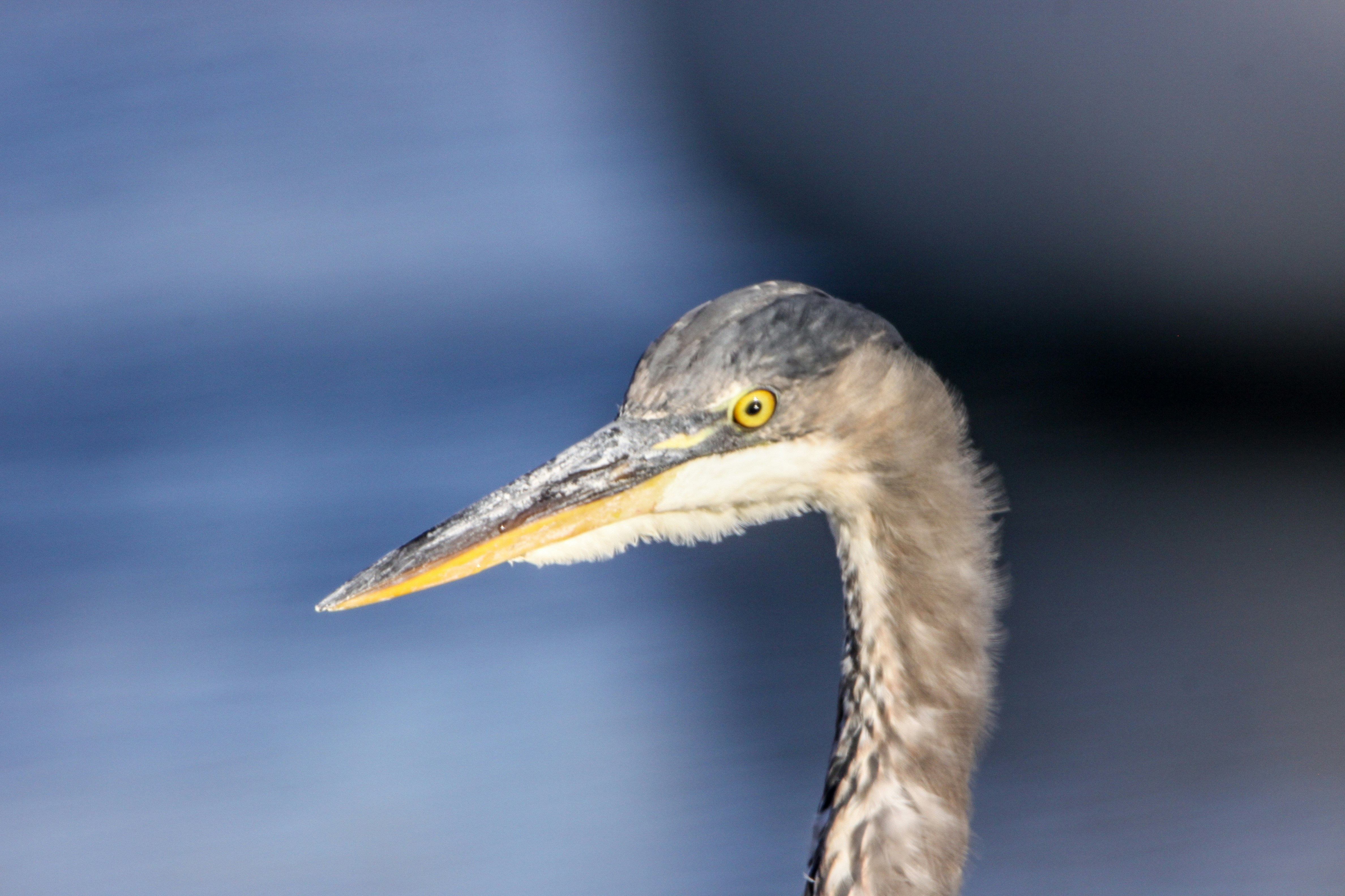 Photo by lisa_lindsay