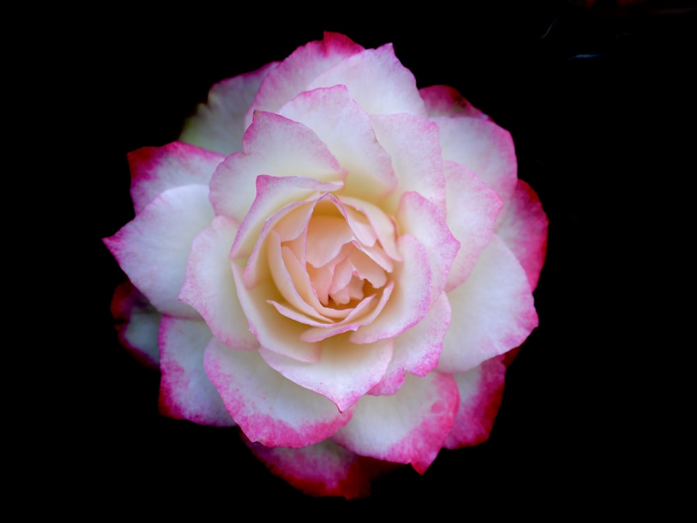 a close up of a pink and white rose