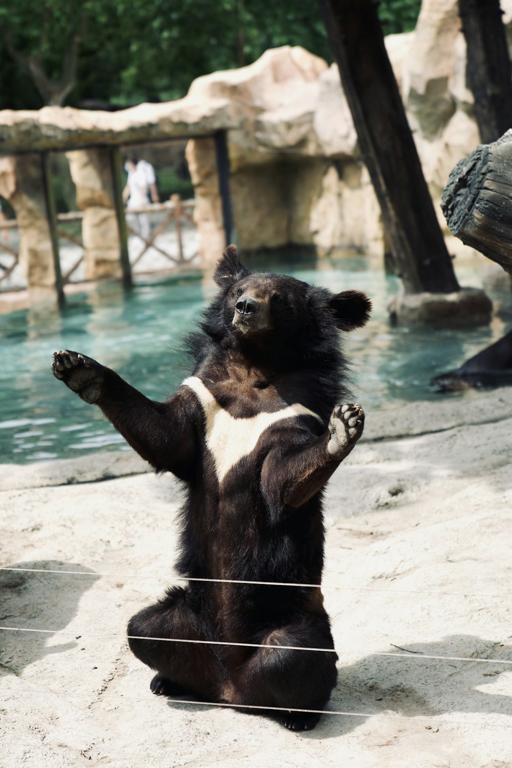 a bear sitting on its hind legs in a zoo enclosure
