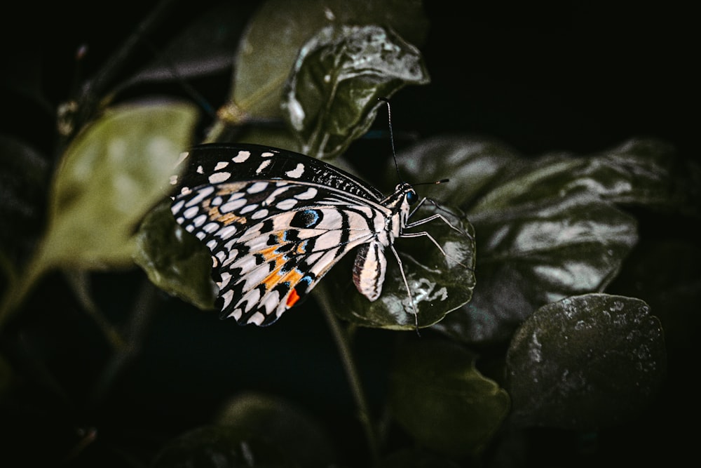 a butterfly sitting on top of a green leaf