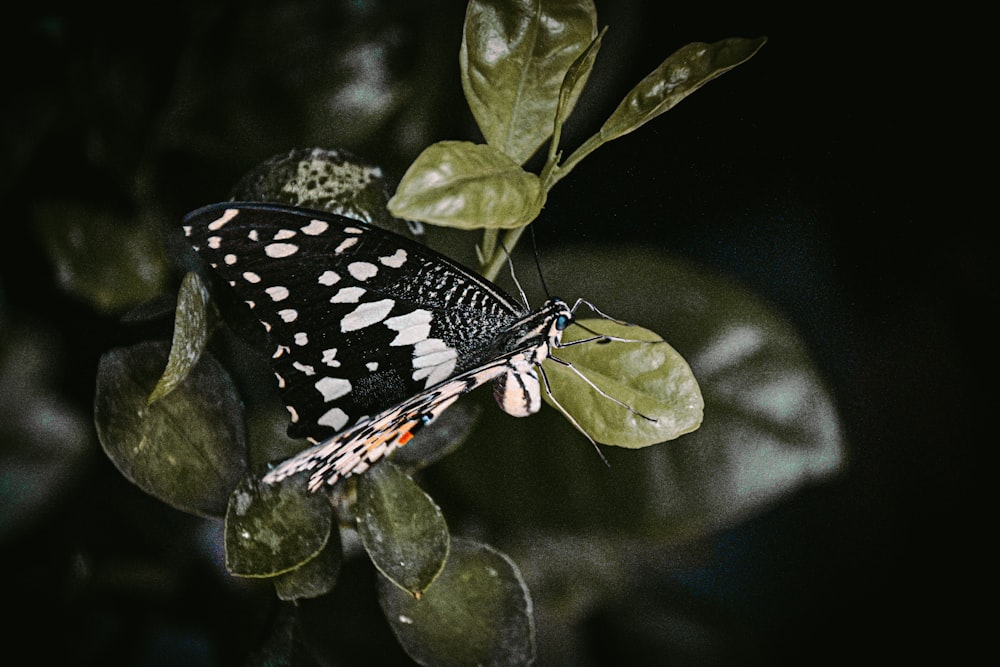 a black and white butterfly sitting on top of a leaf