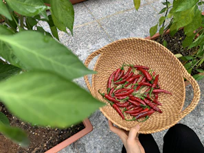 Hands holding a basket full of freshly picked avocados and ají peppers