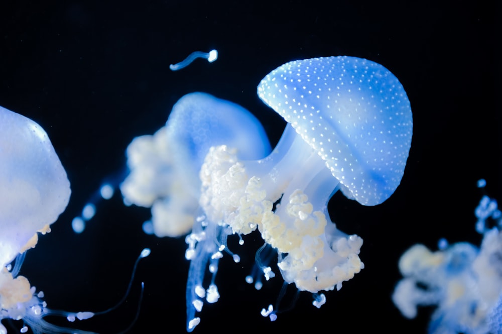 a group of jellyfish swimming in the water