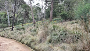 A serene outdoor scene showing a researcher taking samples in a forest.