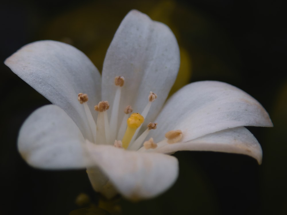 a close up of a white flower with yellow stamen