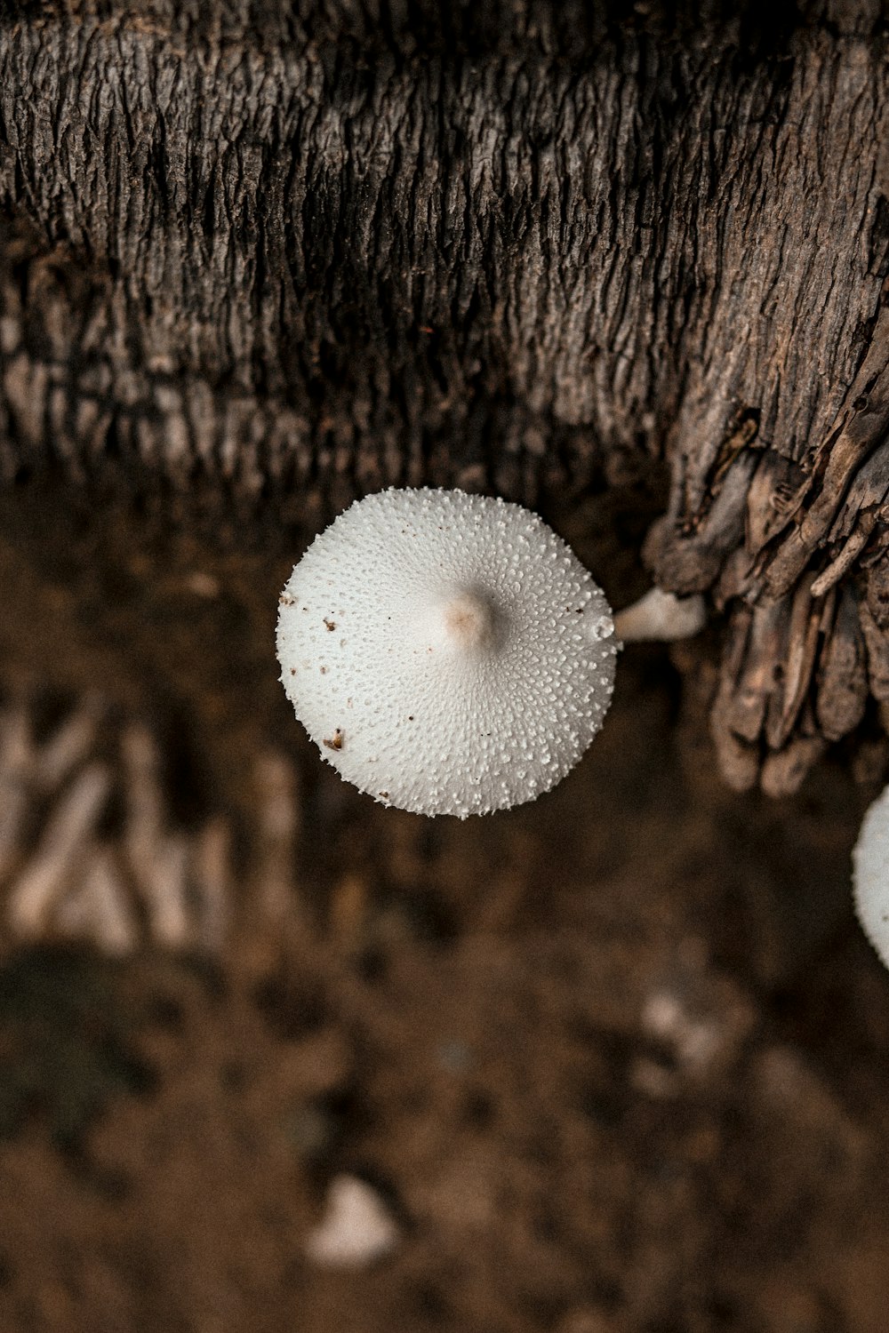 a close up of a mushroom on a tree