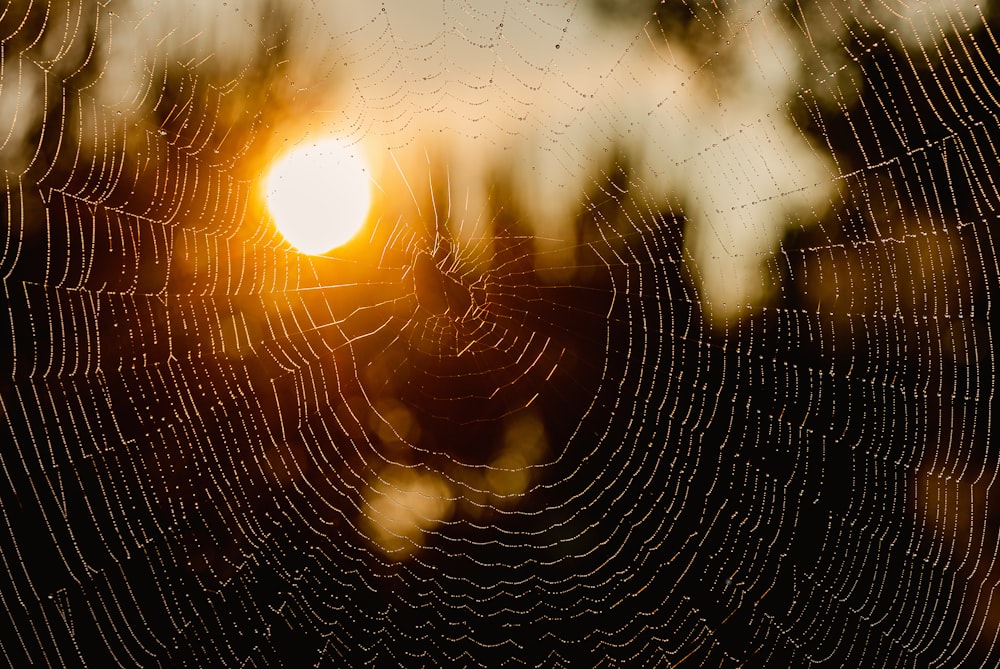 a spider web with the sun setting in the background