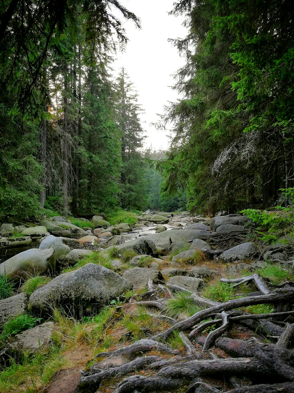 a river running through a lush green forest