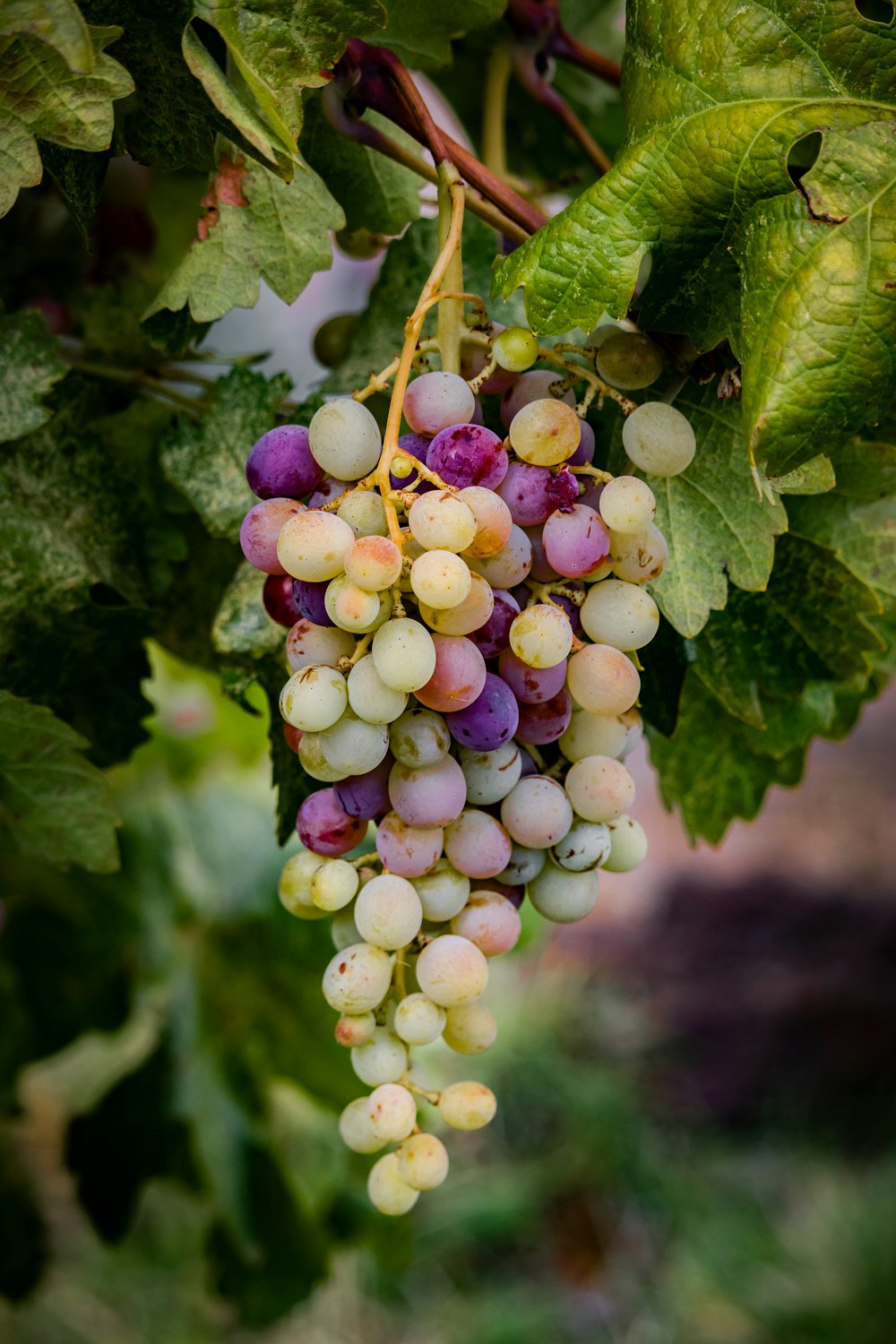 a bunch of grapes hanging from a vine