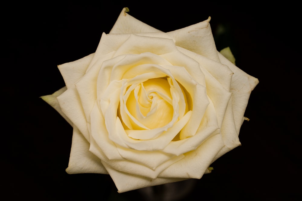 a close up of a white rose on a black background