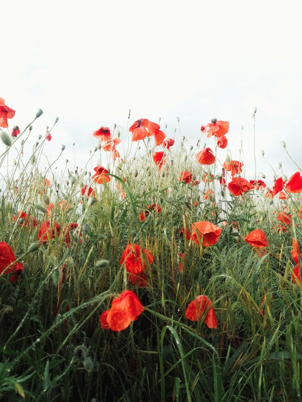 a field full of red flowers on a cloudy day